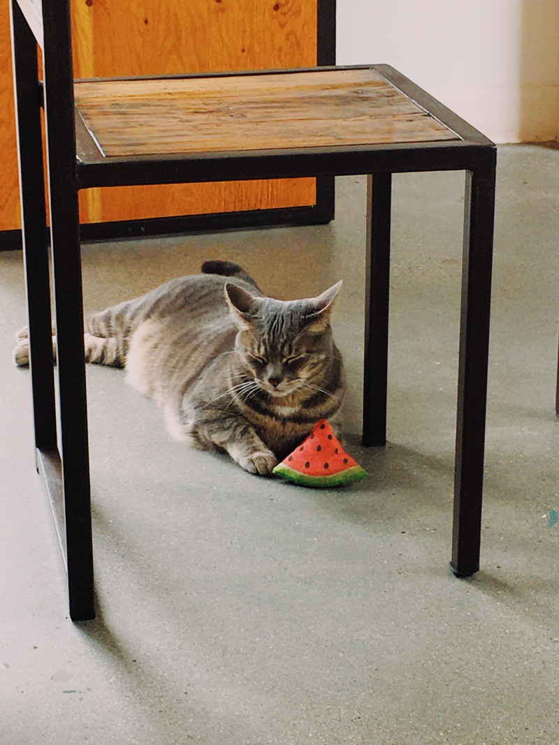 Cat with a watermelon toy.