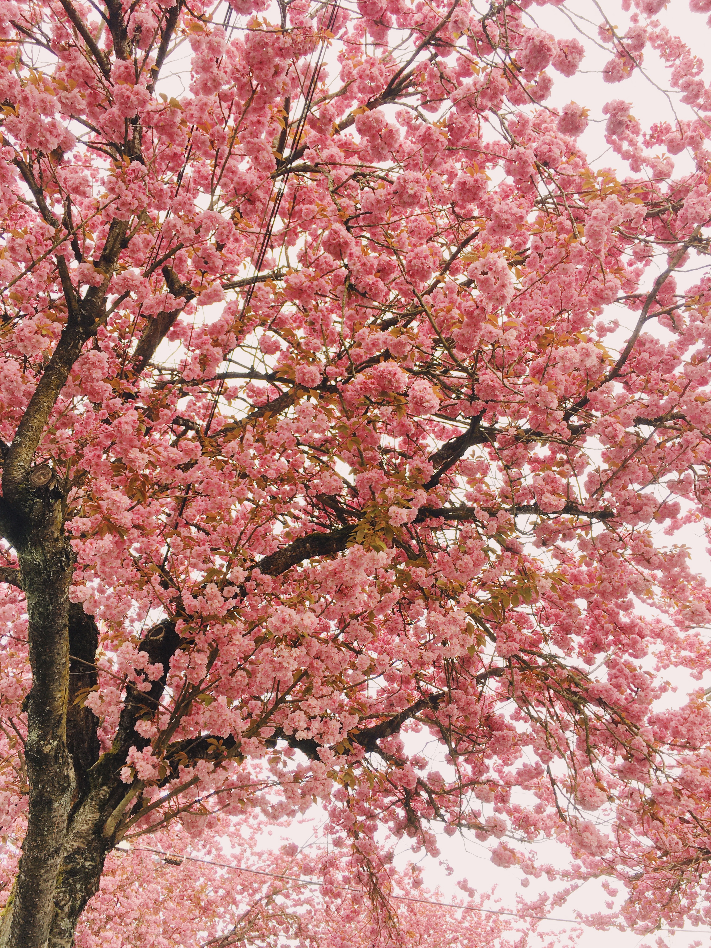 Looking up at vibrant pink cherry blossom trees.