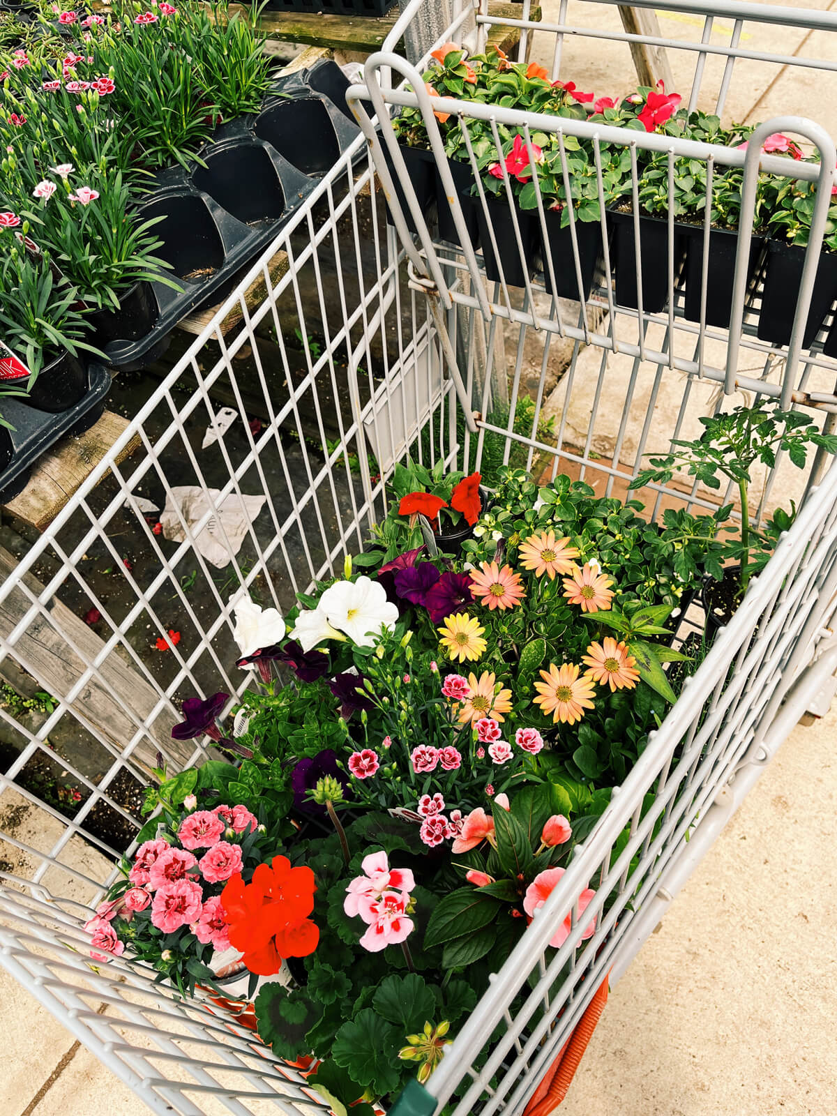 A shopping cart full of flowers and vegetables to grow.