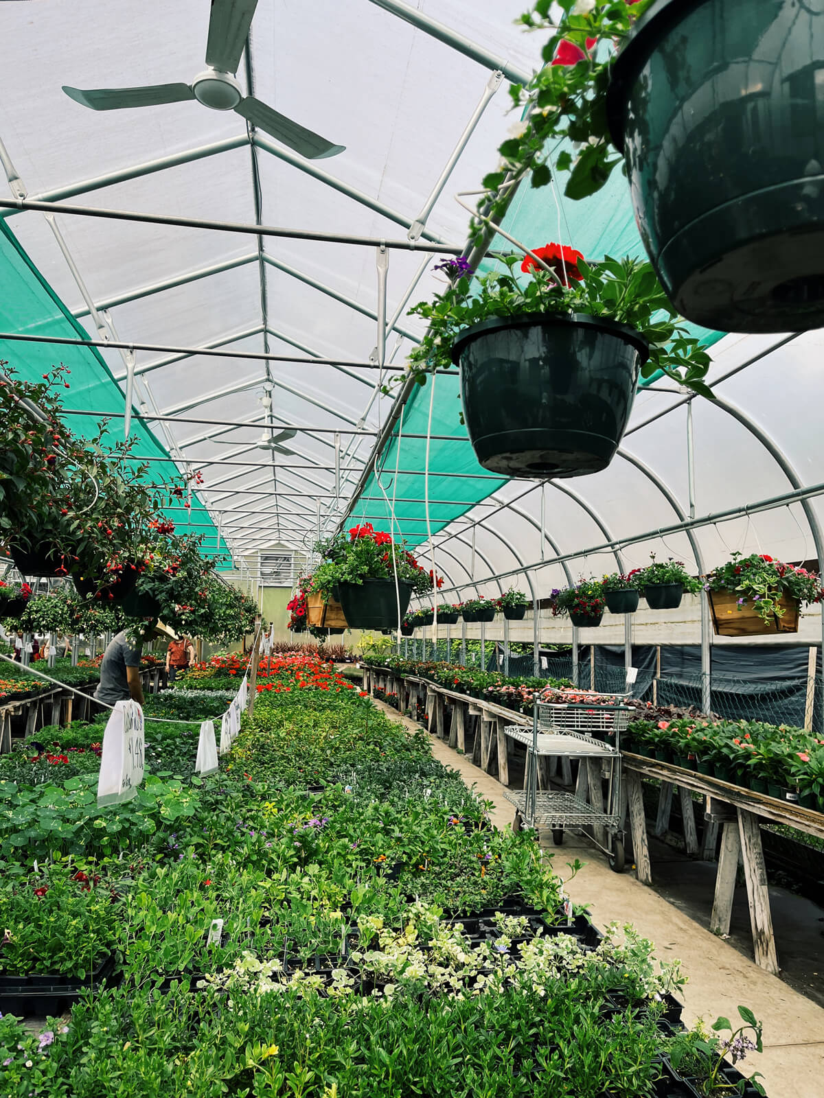 A bunch of plants for sale at a plant nursery.