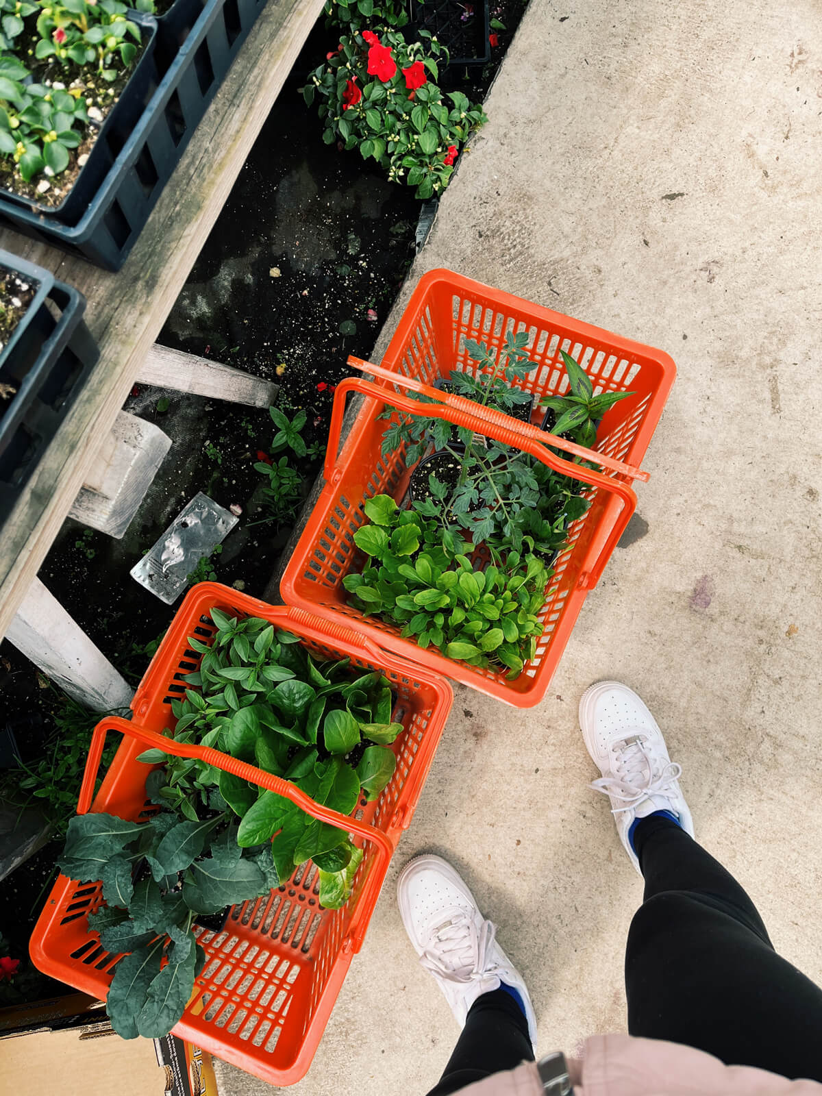 Various vegetables to grow in shopping baskets.