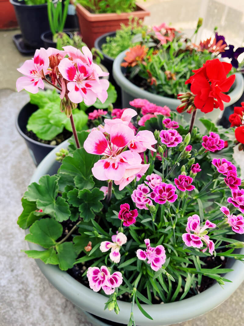 Flower pot of a variety of small pink and purple flowers. In the background are more pots.