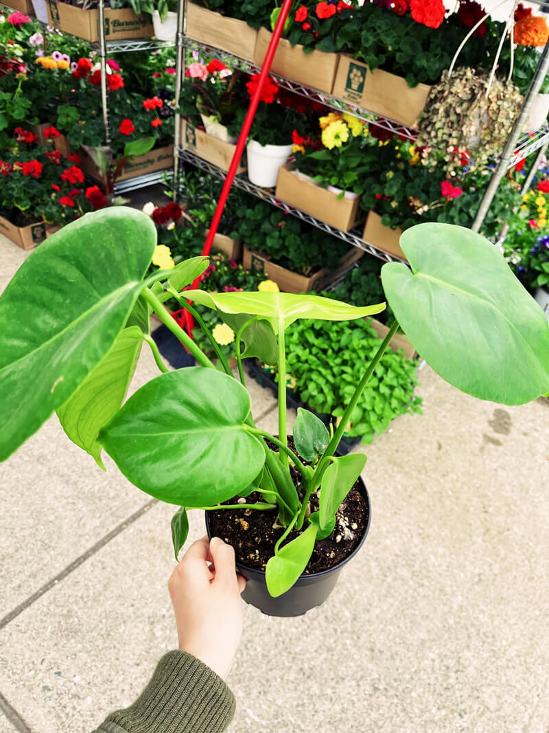 Holding a small monstera plant.