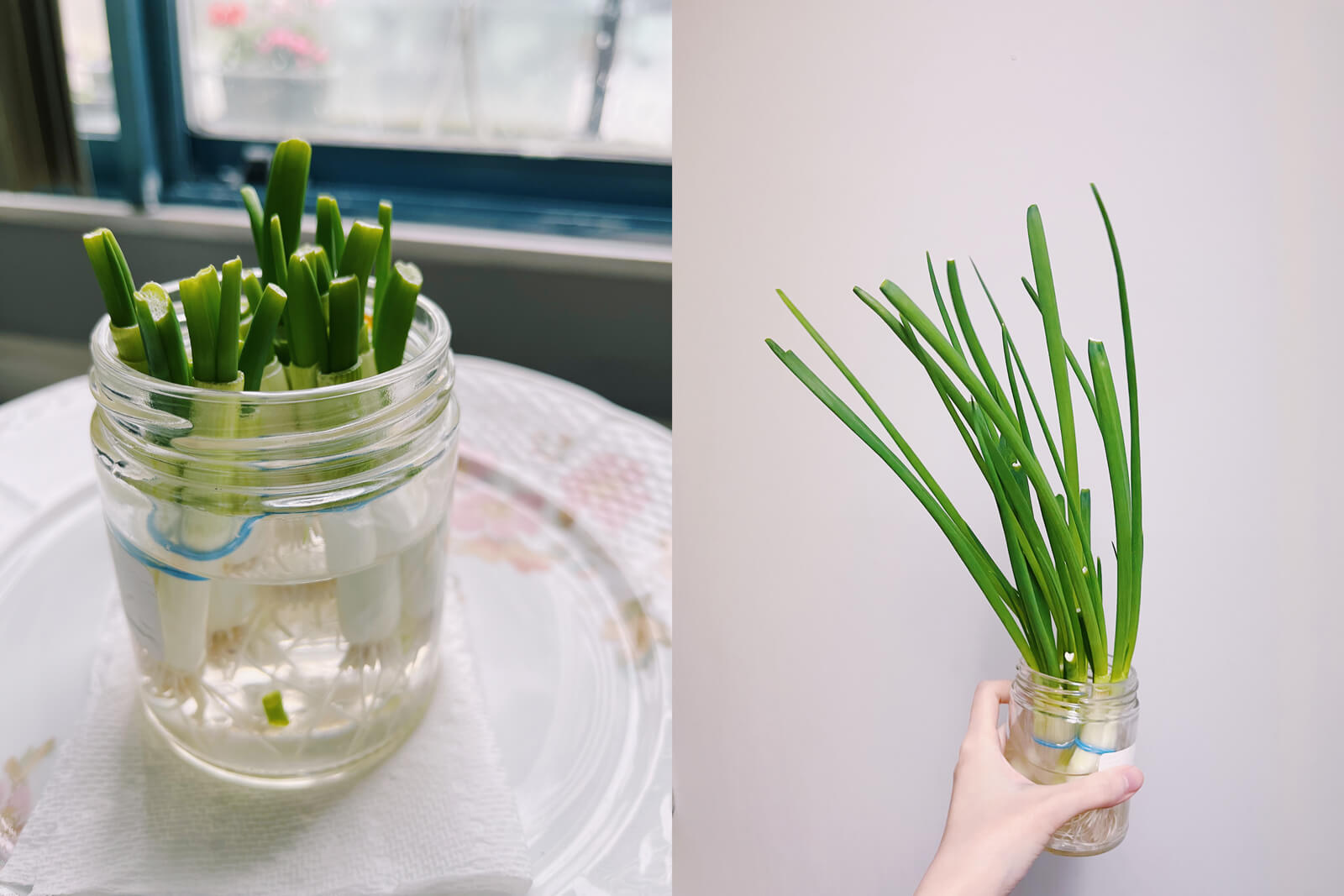 Two photos of green onions in a jar of water: the first is when they're newly planted, and the second when they've grown out and are ready to eat.