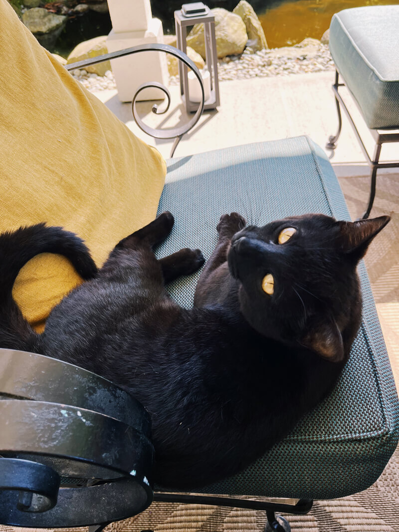 A black cat sitting on a patio and gazing up at the viewer with yellow eyes.