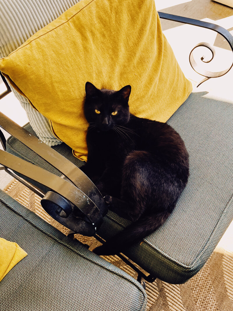 A black cat curled up on a patio chair against a yellow pillow.