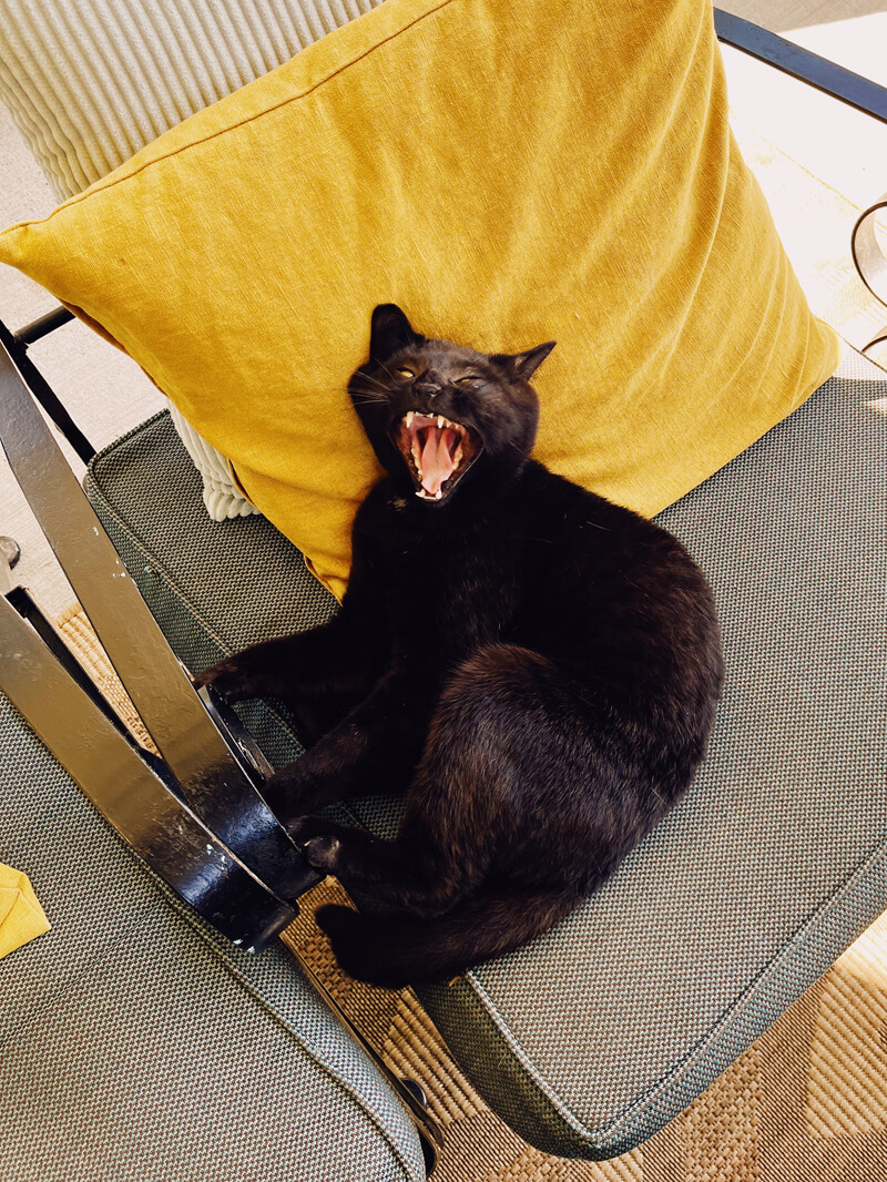 The same black cat yawning.