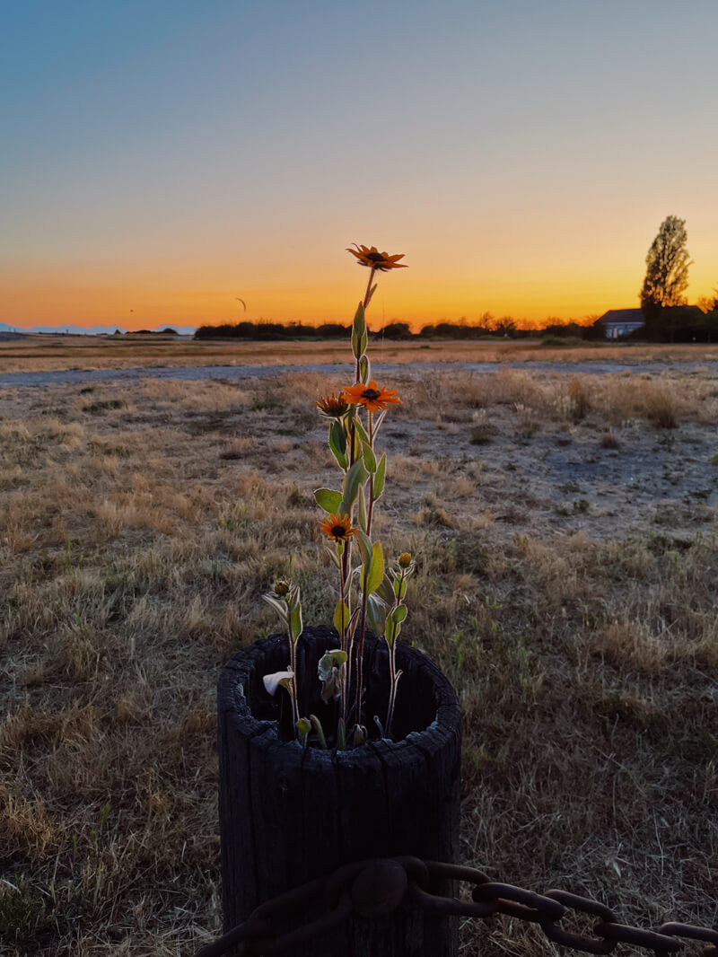 Some yellow flowers growing out of a stump of wood that serves as a fence post.