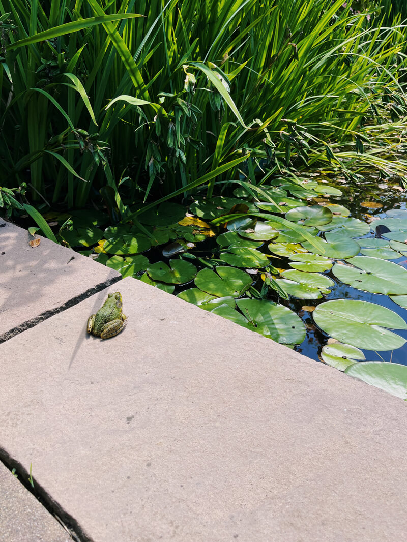 A small frog on the edge of a pond.