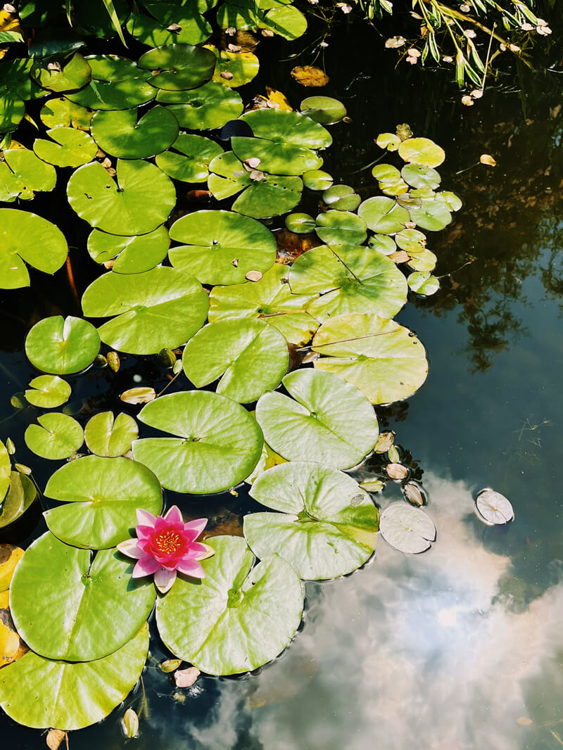 A bunch of lilypads in a pond.