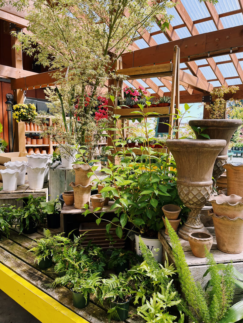 A bunch of small plants and pots on display at a store.