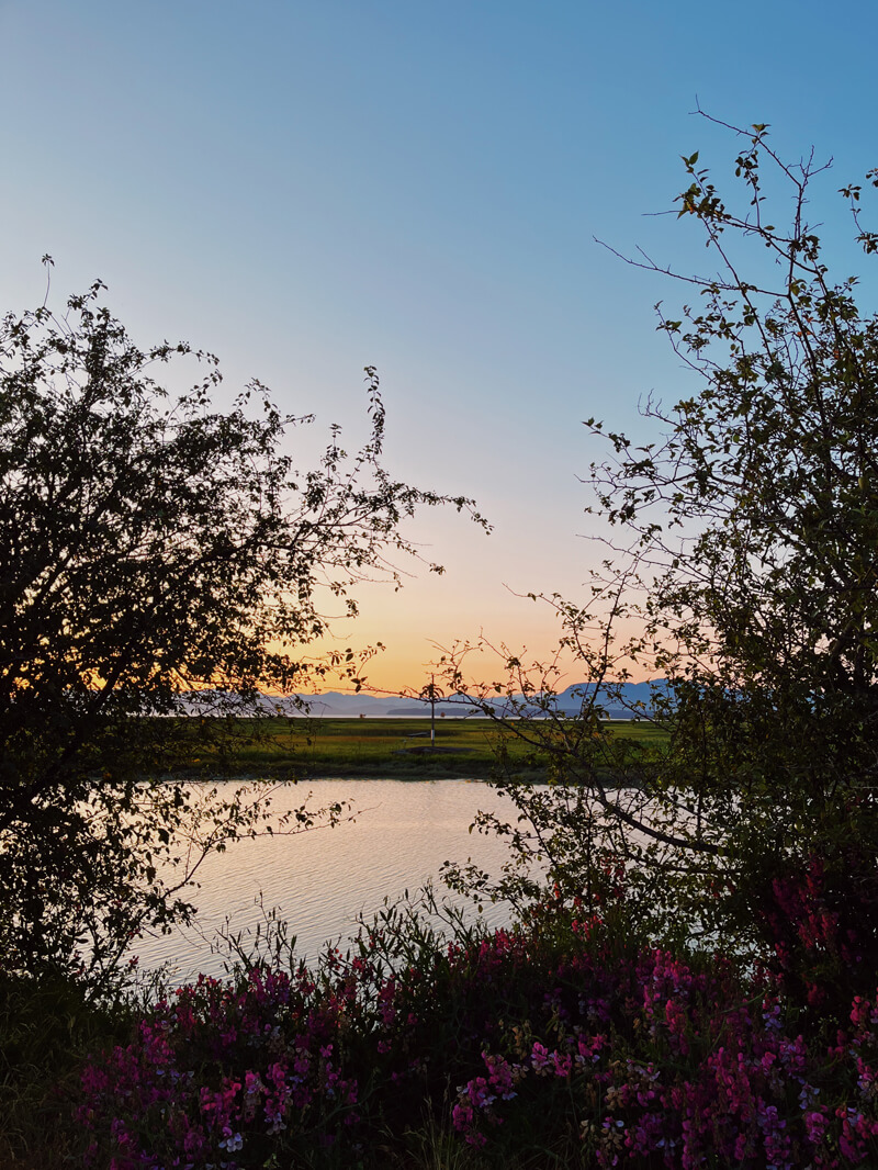 The sunset, with a yellow-orange sky, framed by trees and flowers.