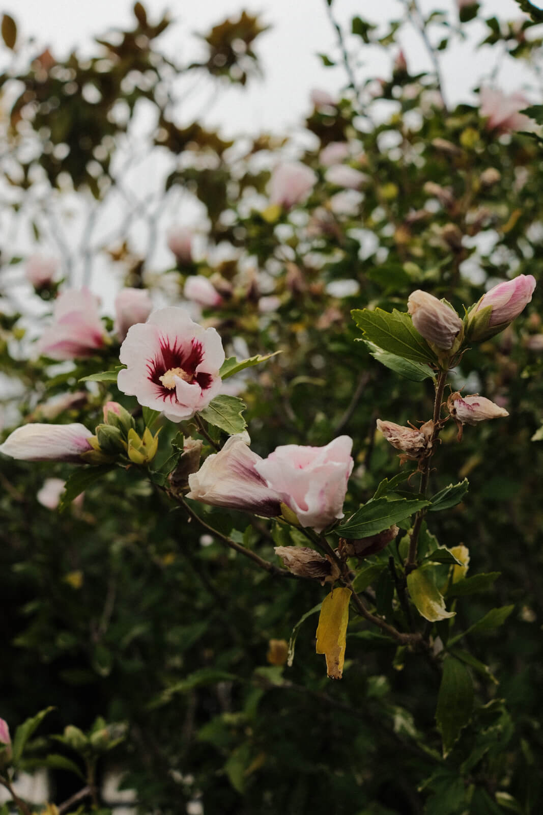 Some soft pink flowers in a bush.