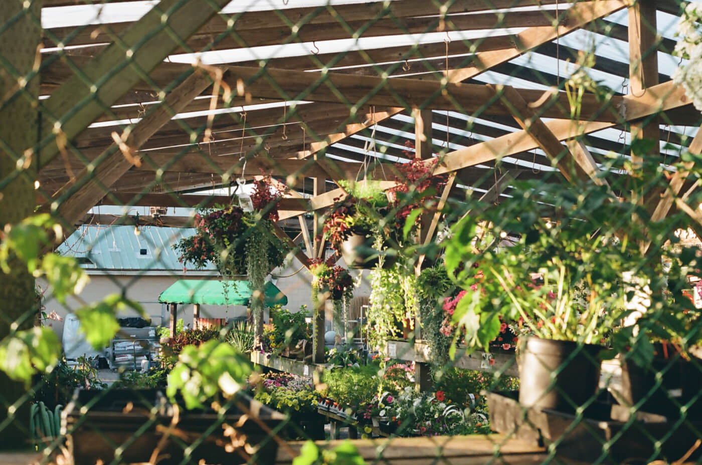 A plant nursery, shot through a chain link fence.