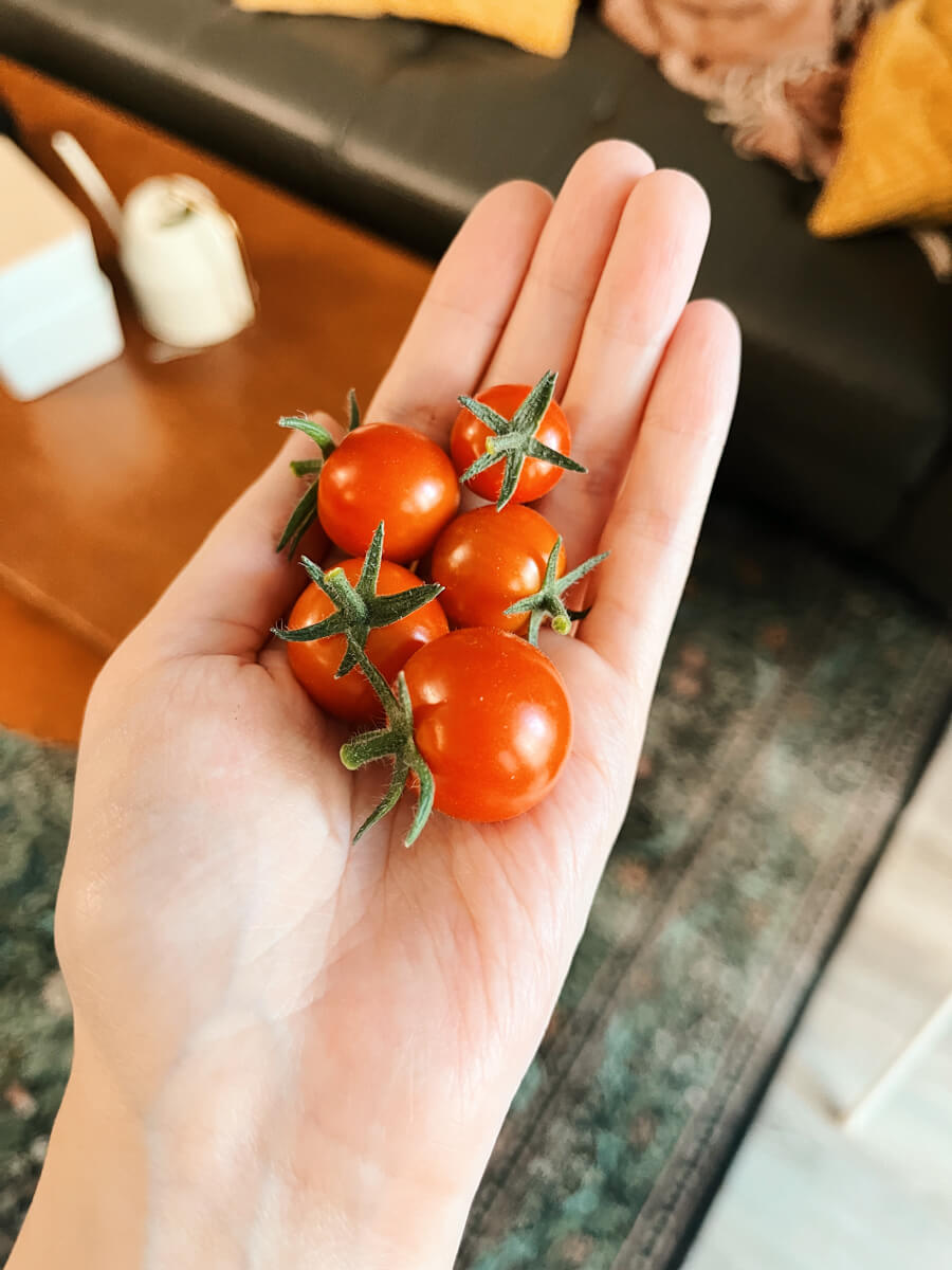 Holding five cherry tomatoes in my hand, which range from small to very small.