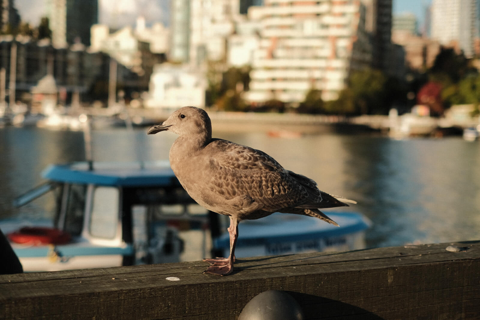 A brownish grey bird stands on a pier, looking majestically to the side.