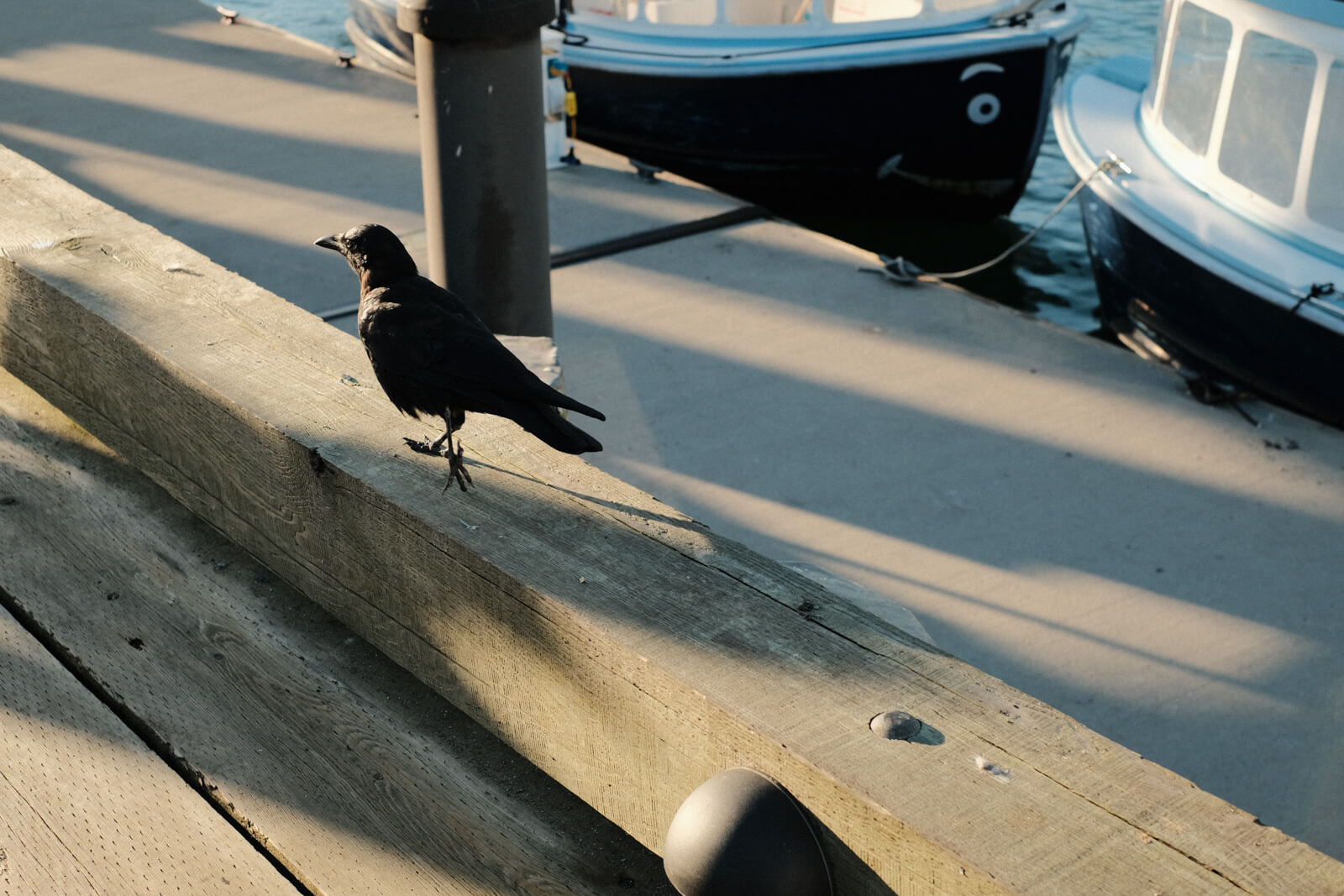 A crow walks away on the docks.