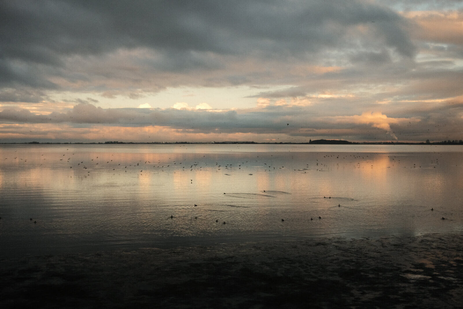 The same striking scene, now with many birds on the water's surface.