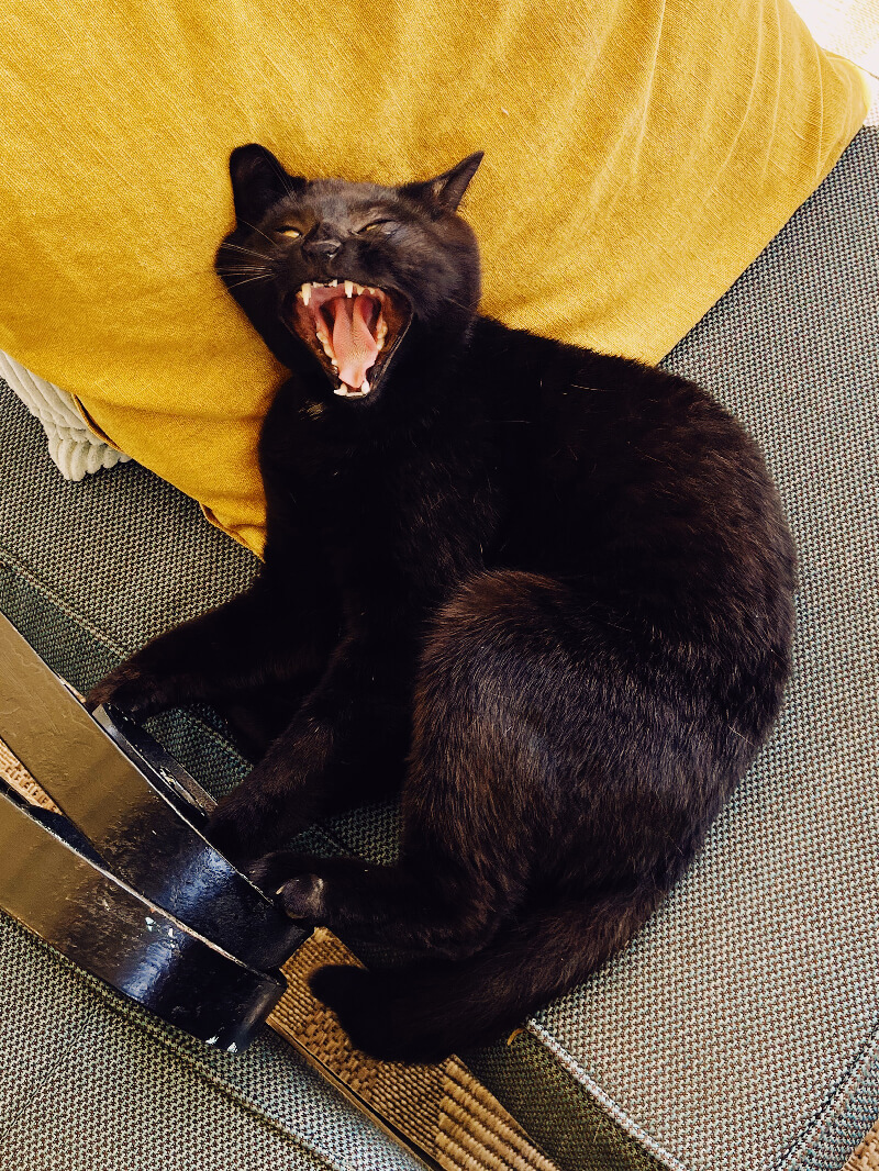 The black cat opens its mouth wide.