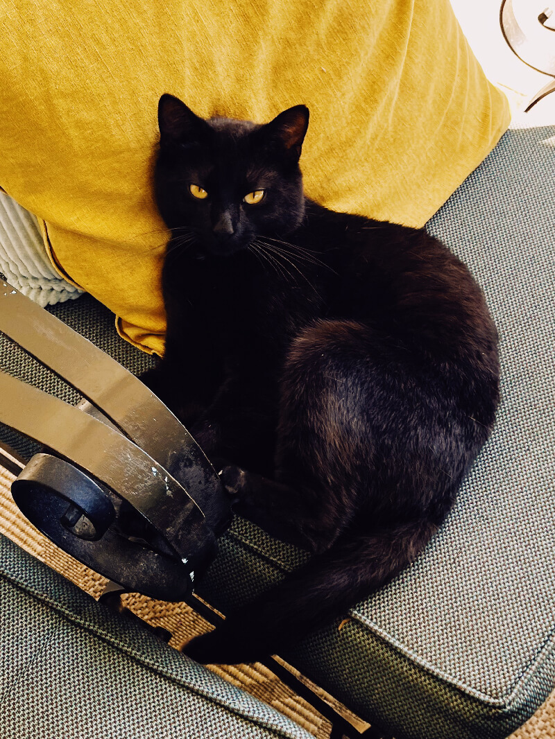 A black cat calmly curled up on a chair against a yellow pillow.