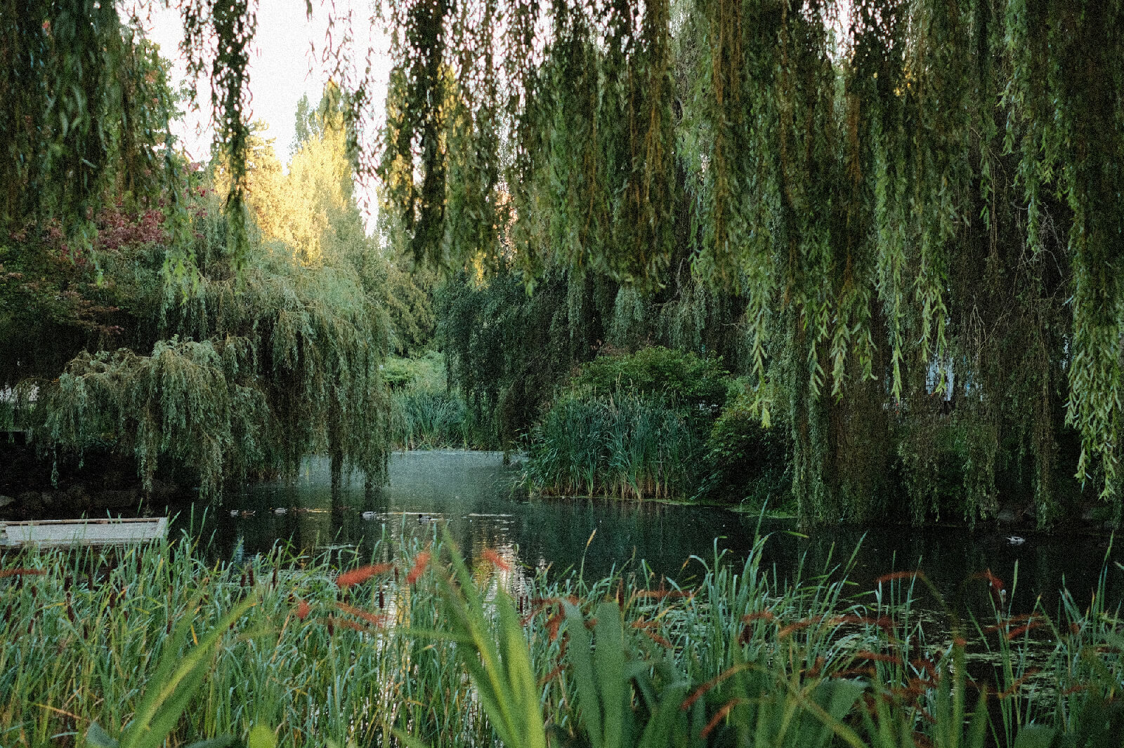 A pond of green water surrounded by even more green trees whose branches and leaves hang overhead. In the middle, a row of ducks glide across the water.