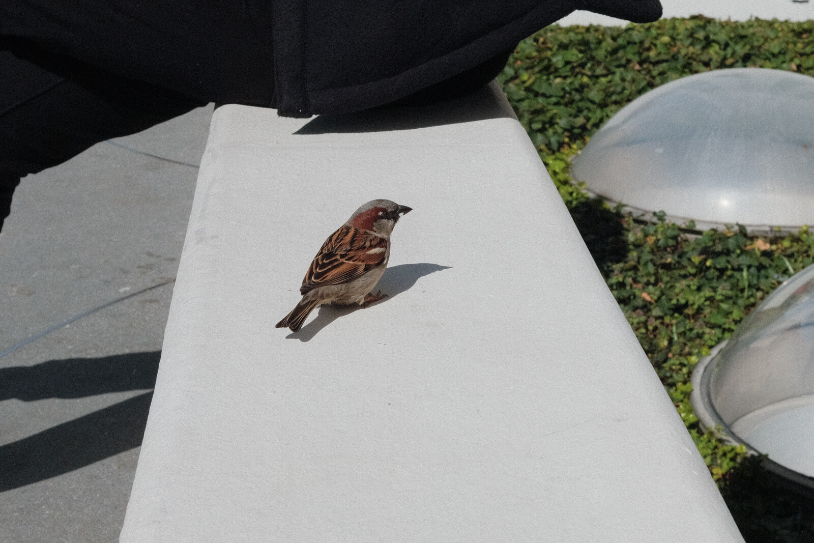 A small grey, brown, and red bird on a ledge.