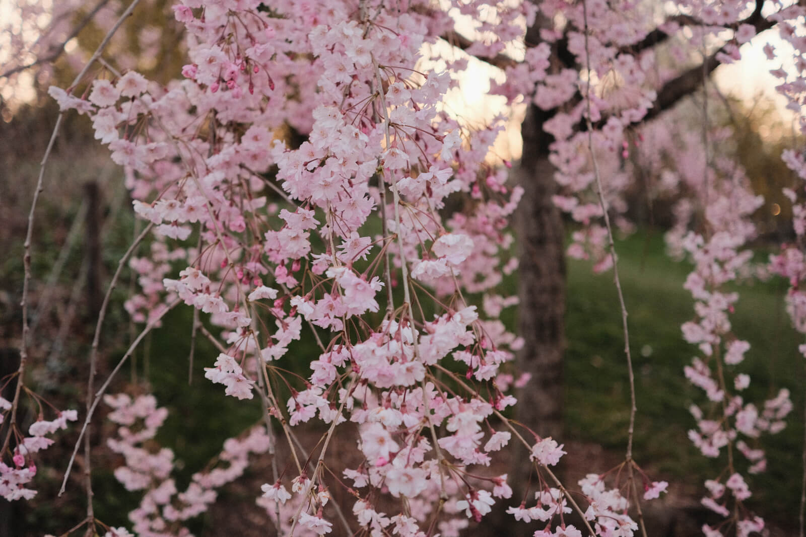 Closeup of a cherry blossom tree.