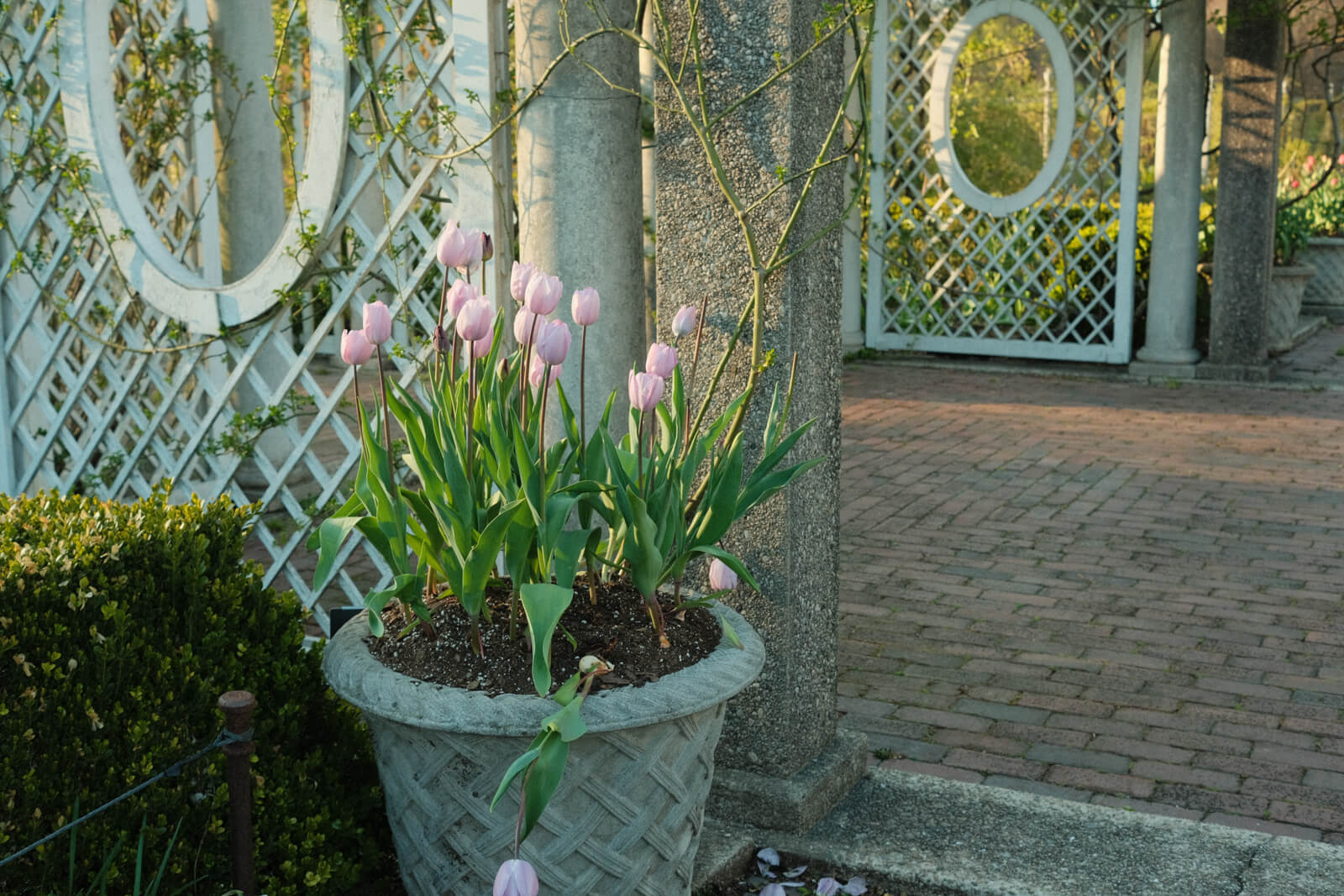 A planter of pink tulips.