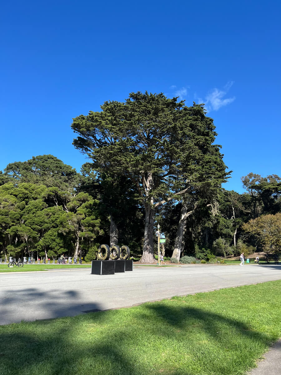 A bunch of trees in the park on a bright sunny day.