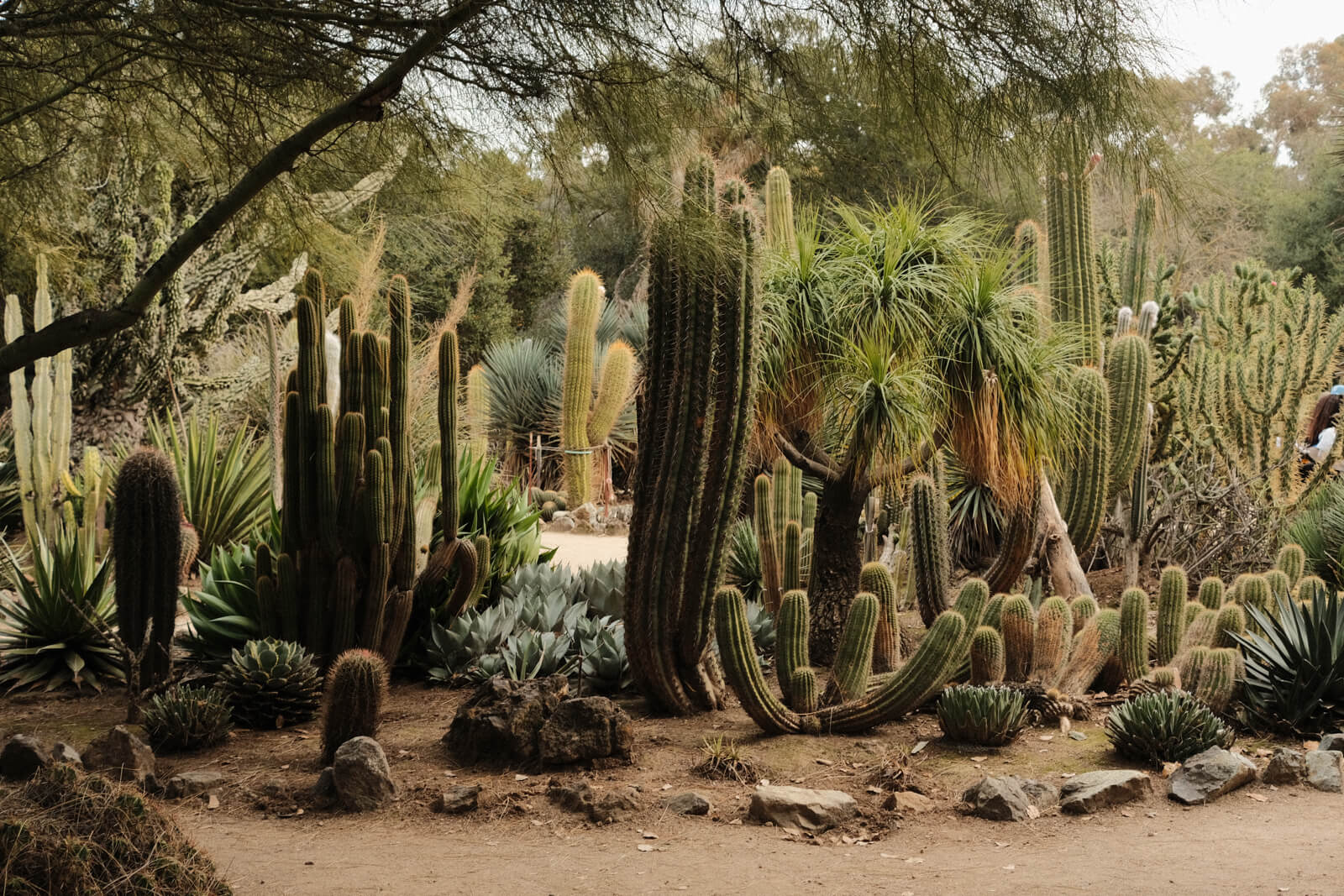 Cactus garden at a different angle, with a bunch of tall, cylindrical, and pointy cacti.