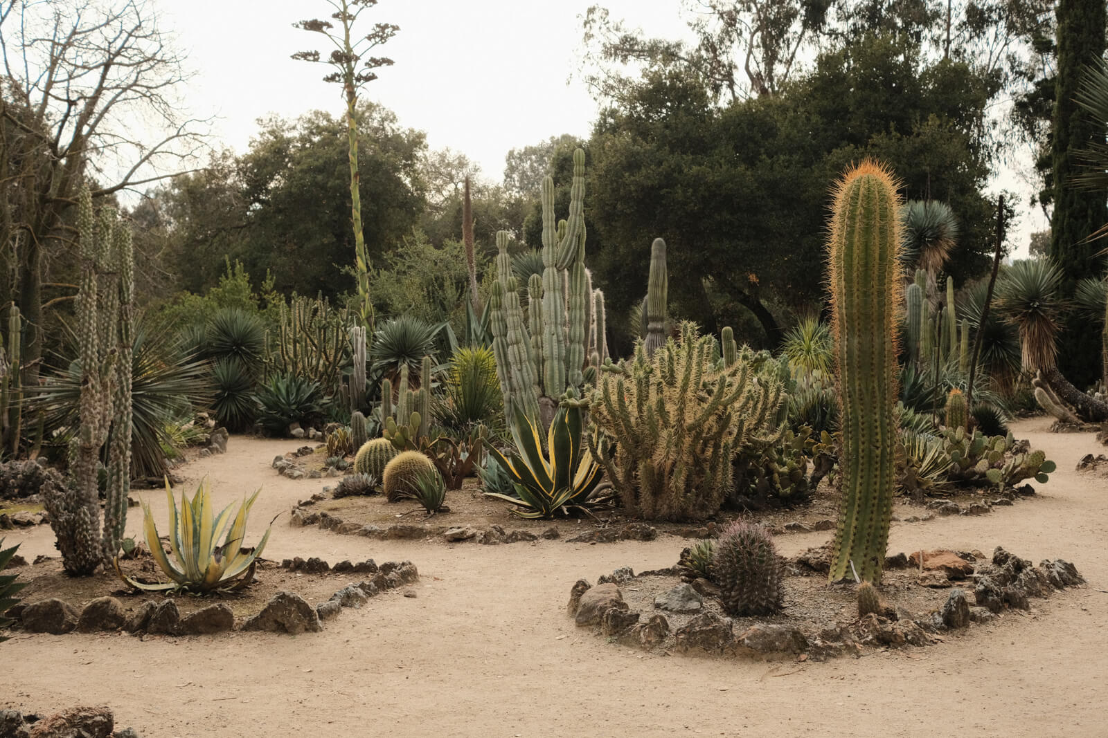 A garden full of a variety of cacti.