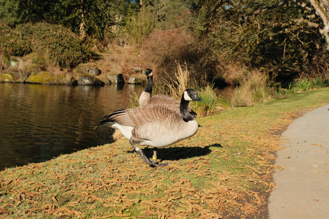 Two Canada geese standing on the grass next to a pond, only a few feet away from me.
