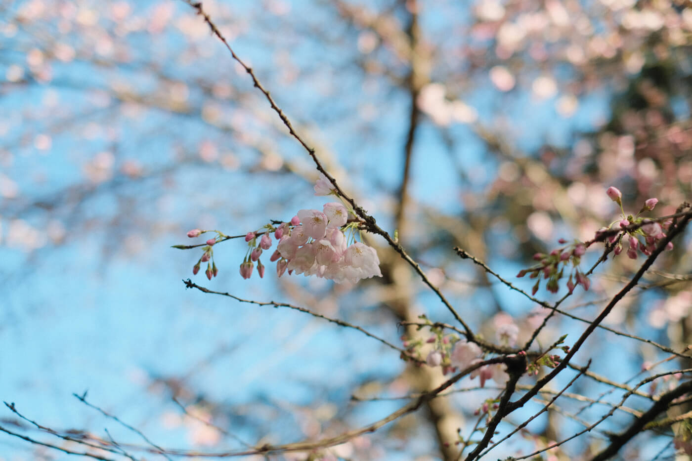 A few cherry blossoms on a branch; most other buds haven't bloomed.