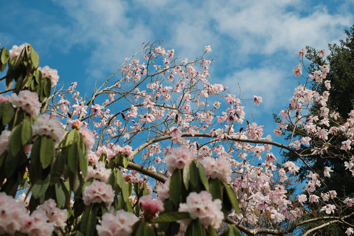 The large pink petals of a magnolia tree, and the pink flowers of a rhododendron against a cloudy blue sky.