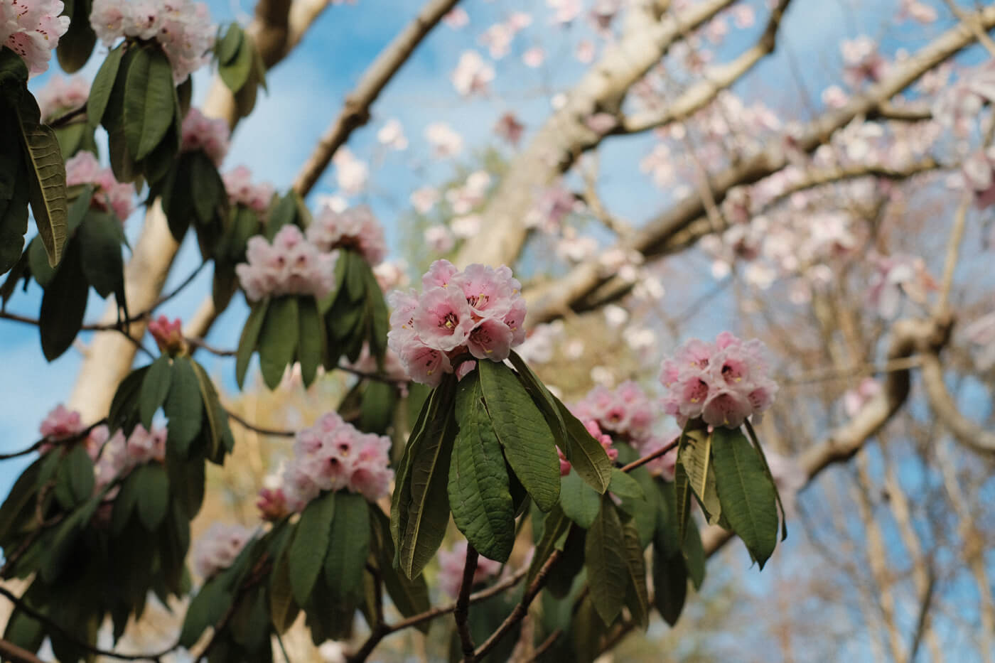Closeup of a cluster of pink rhododendron flowers atop large, oval leaves.