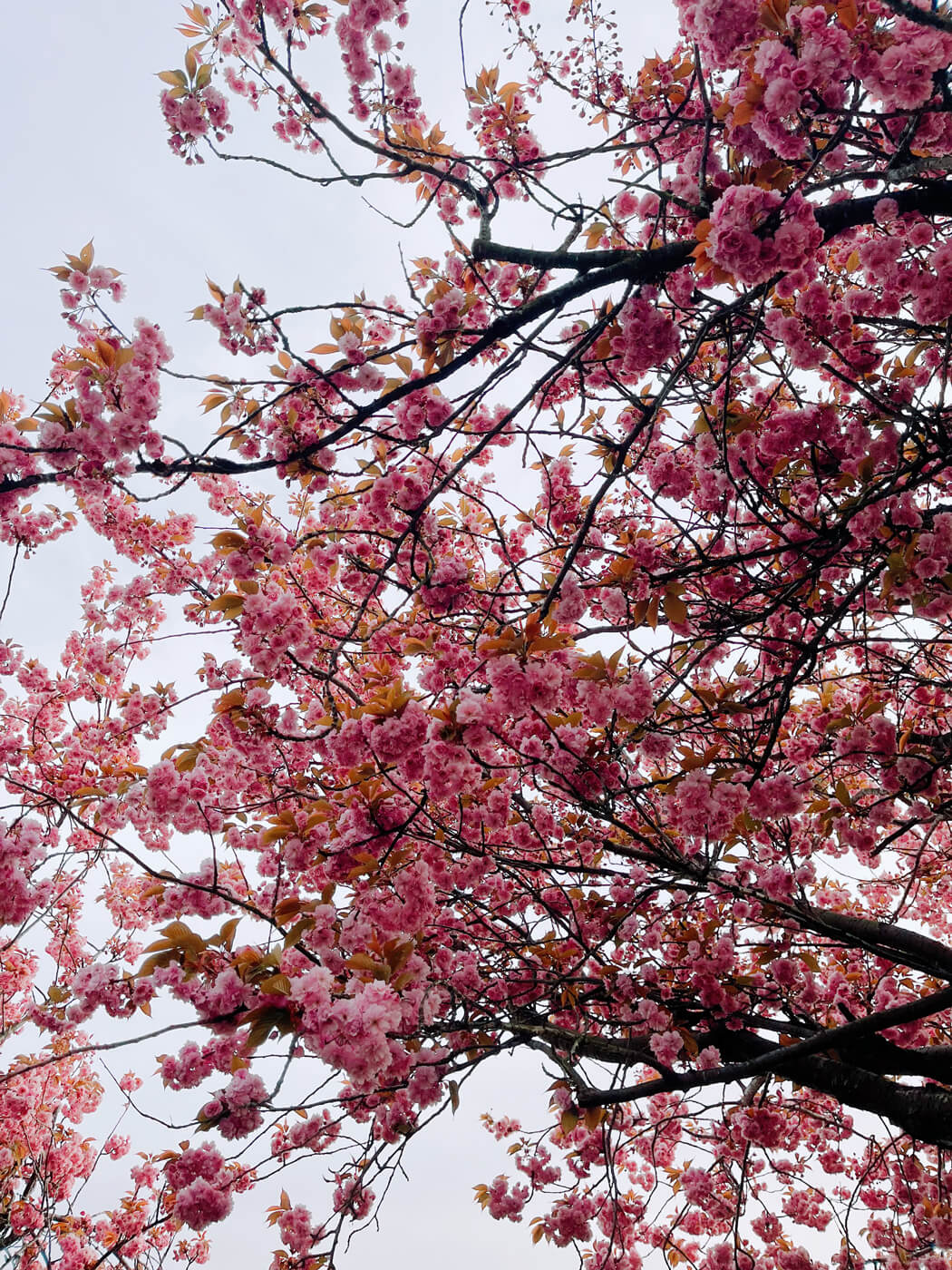 A tree full of fluffy pink flowers on an overcast day.