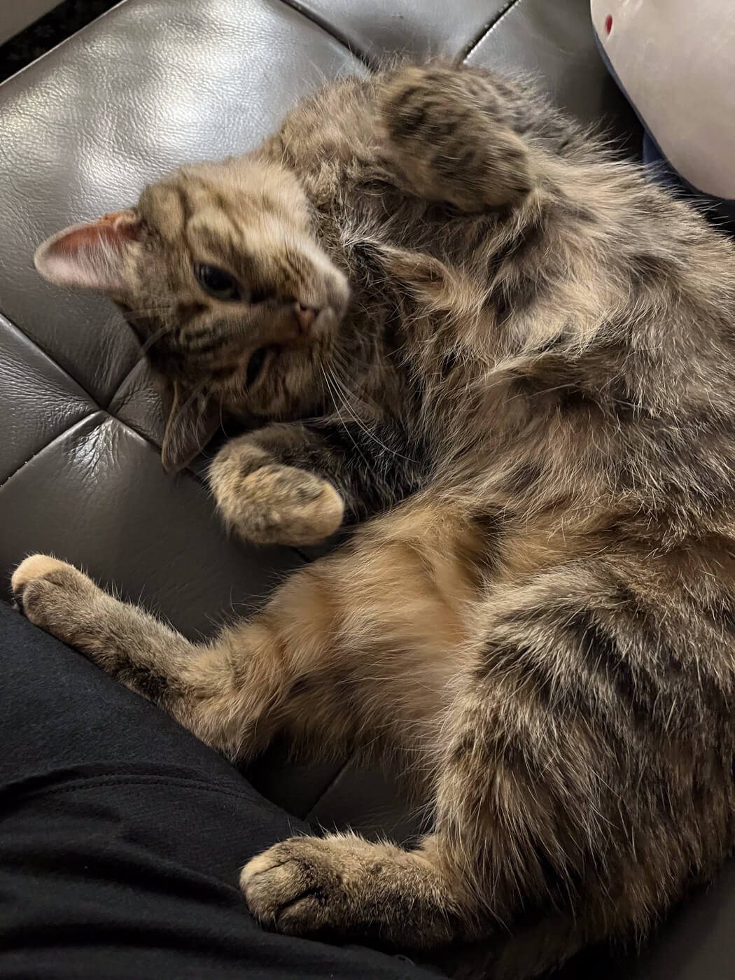Sophie, my tabby cat, lies next to me on the couch. She's rolled onto her back, front paws curled, back paws resting against my leg, and looks quite fluffy and extremely cute.