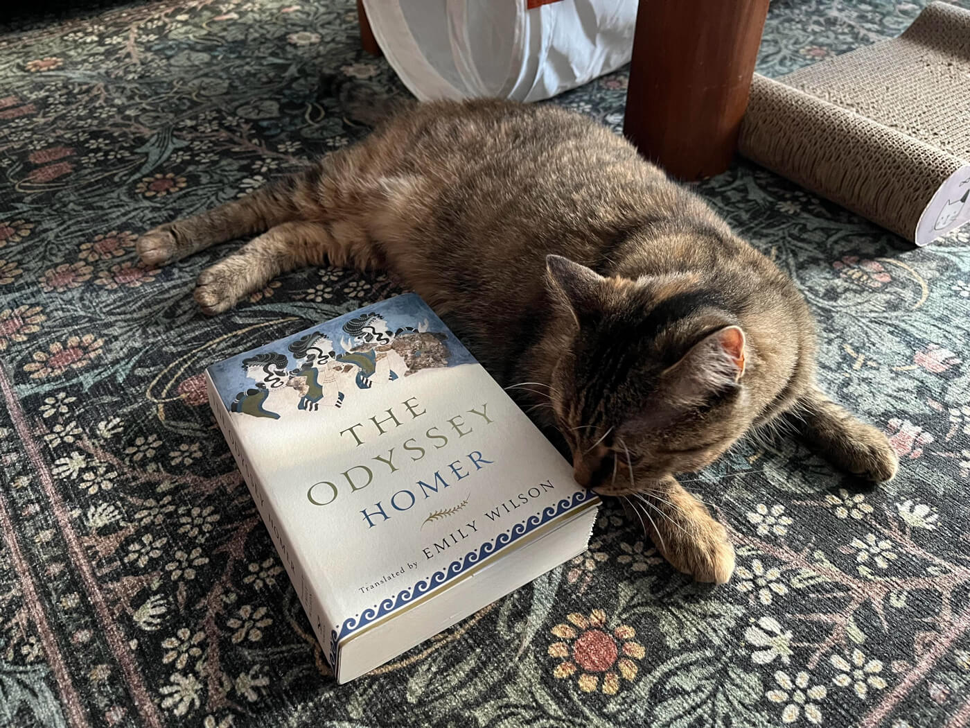 My cat sniffs my copy of The Odyssey, translated by Emily Wilson, which I’ve laid beside her on the floor.