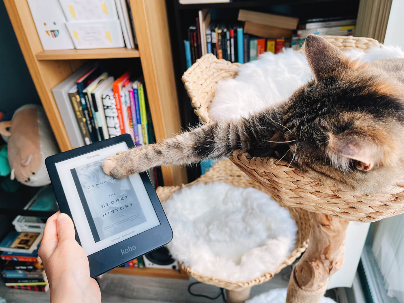 Sophie lounging in her cat tree, with one front paw stretched out to bop my ereader that I'm holding out, where I'm reading 'The Secret History'.