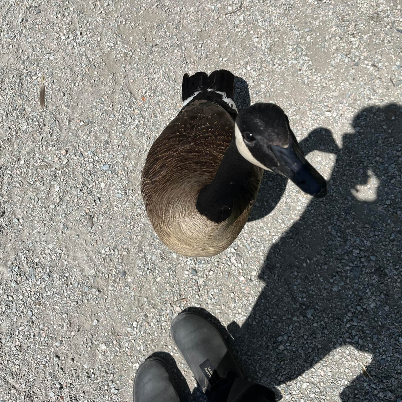 A Canada goose politely looking up at me.